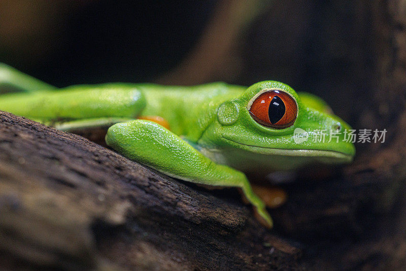 红眼树蛙(Agalychnis callidryas)